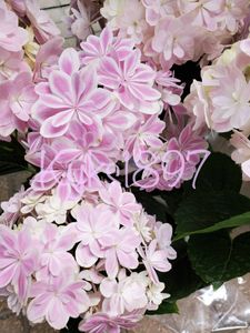 アジサイ 万華鏡のヤフオク の相場 価格を見る ヤフオク のアジサイ 万華鏡のオークション売買情報は2件が掲載されています