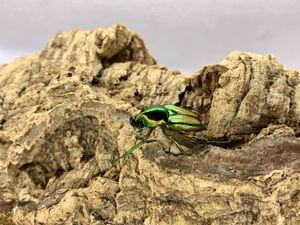 幼虫 ハナムグリの平均価格は3 553円 ヤフオク 等の幼虫 ハナムグリのオークション売買情報は42件が掲載されています