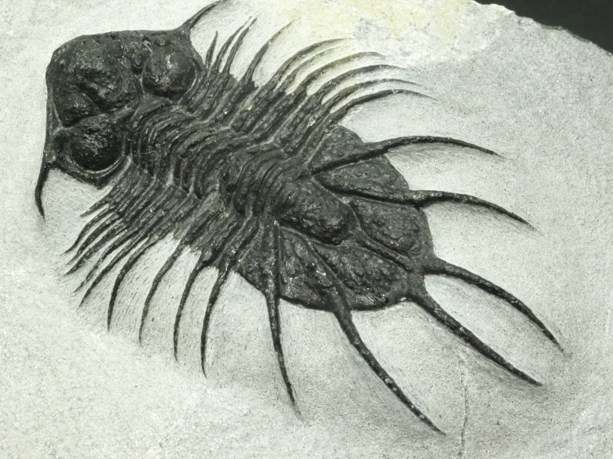 ○○○化石 三葉虫○○○稀少種! Parahomalonotus planus ○5