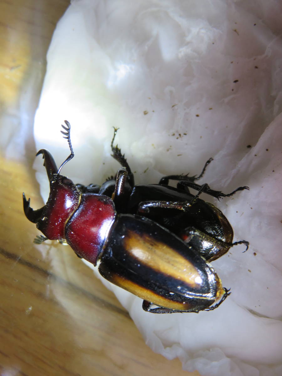 昆虫用品 ミクラミヤマ 野外黄紋B♂ ※規制前採集