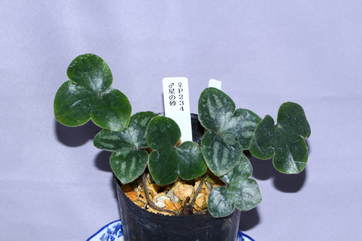 蘭遊園 富貴蘭『金甲覆輪』美術株6本立ち 風蘭 春蘭 寒蘭 中国