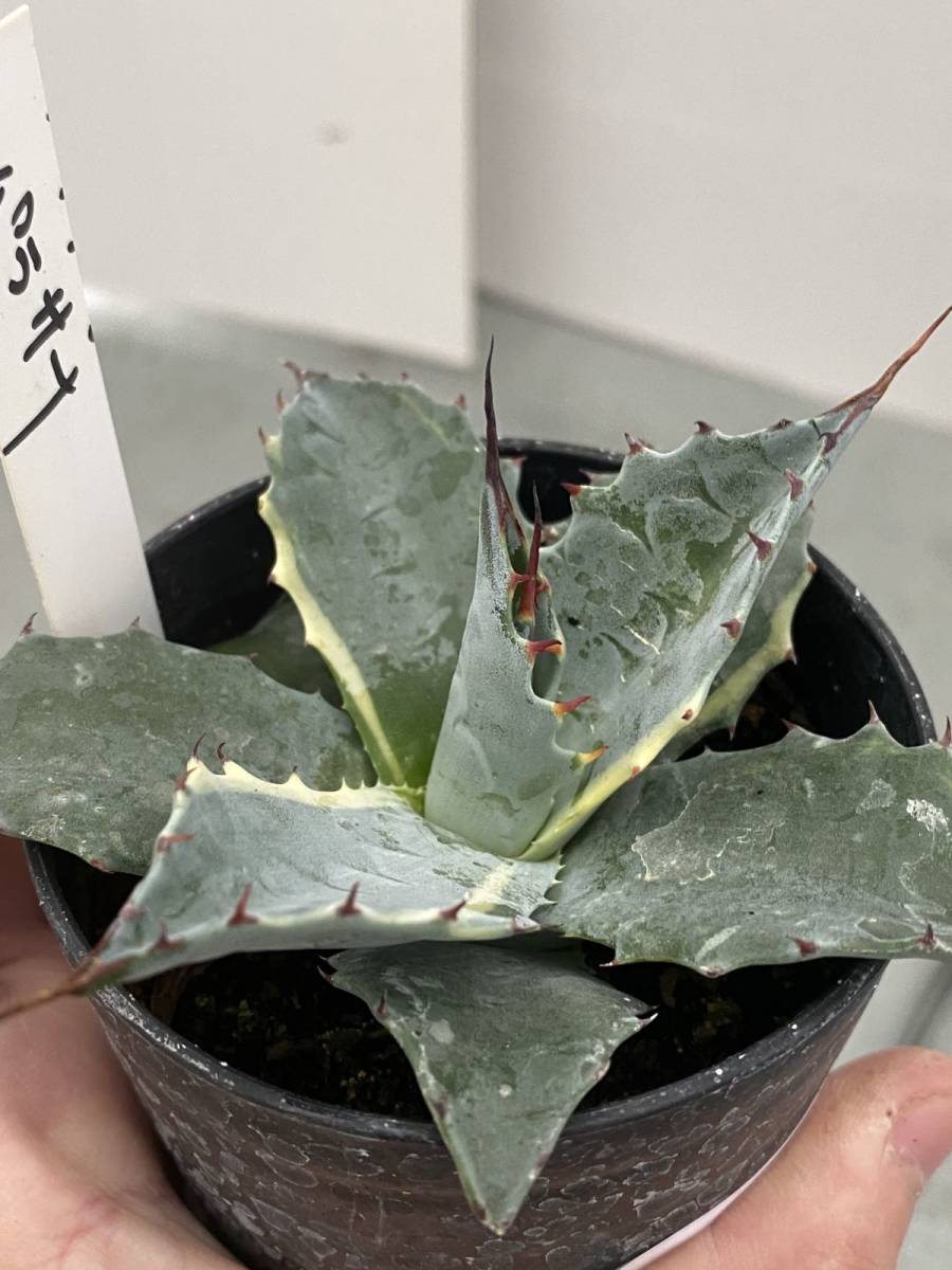 アガベ - 氷山 笹の雪 | メルカリ Yahoo!オークション Agave 3号 鉢