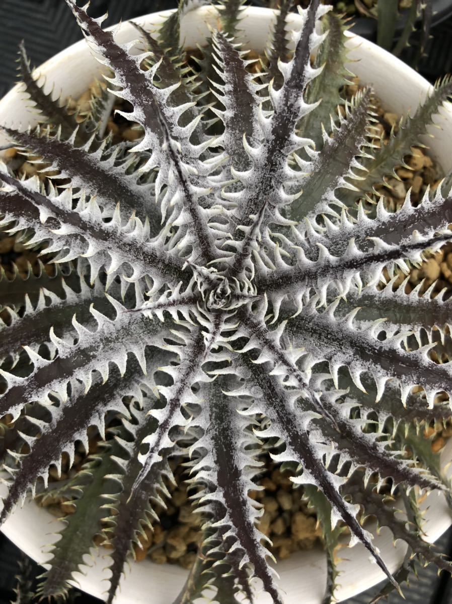 Atomic Dyckia ディッキア Reactor' Reactor Atomic Reactor'(BCR