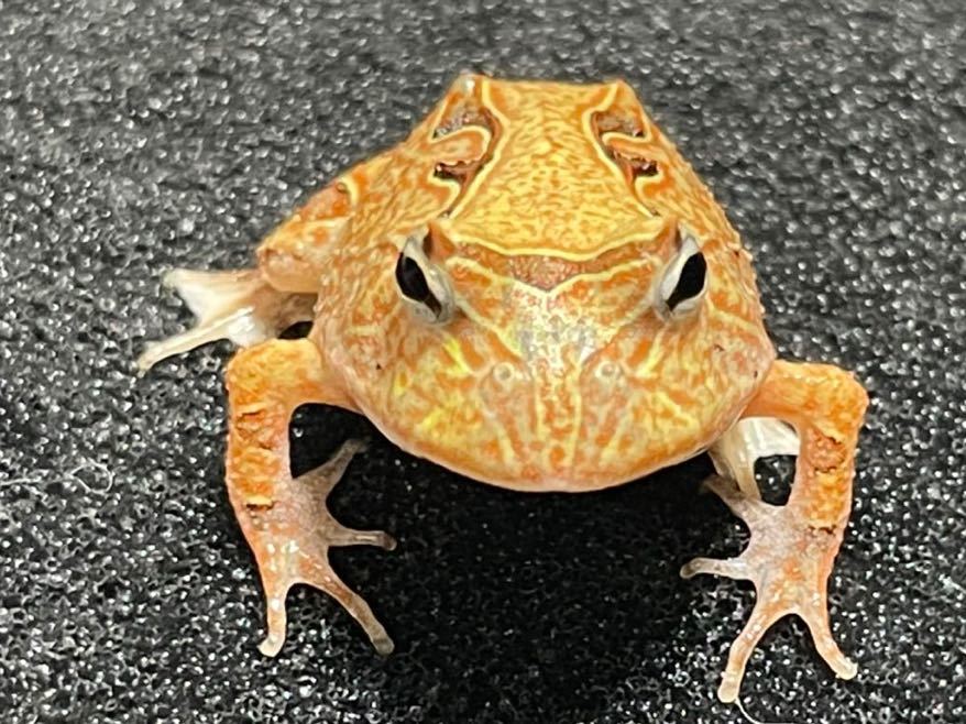 Bears Frog】アマゾンツノガエル ②