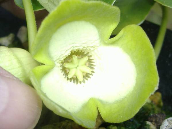山野草　　　青軸　素心　　パンダカンアオイ　　「緑寿宝」