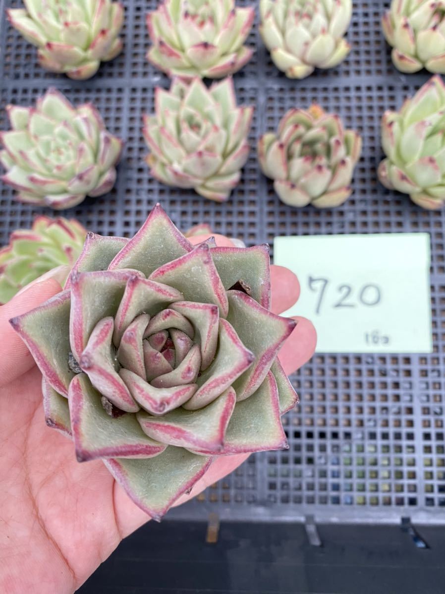 多肉植物　ブロードロメオ　韓国苗 多肉植物 ブロードロメオ 韓国苗 多肉植物 ブロードロメオ 韓国苗 i