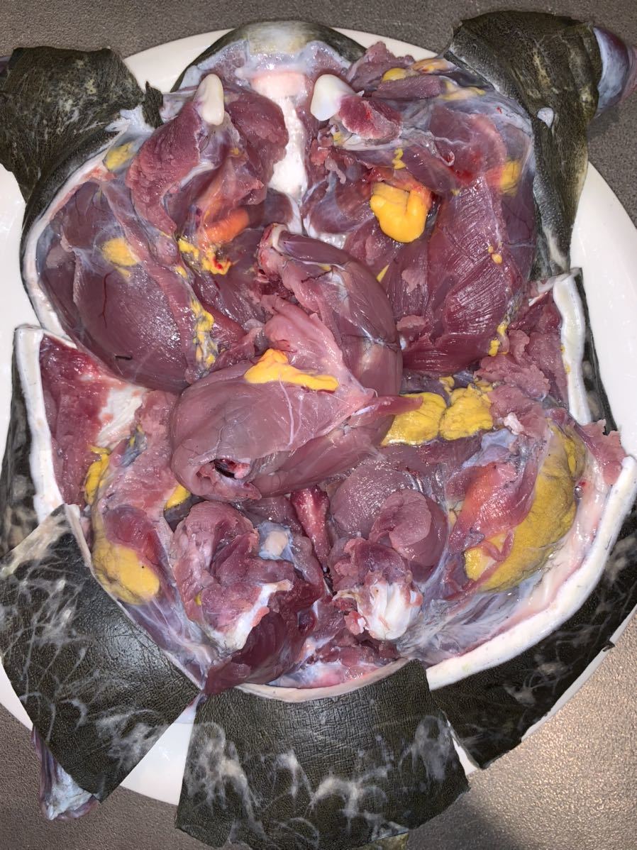 高知県産　天然スッポン 1.9kg ♂内臓付き　薄皮処理済　真空冷凍　127
