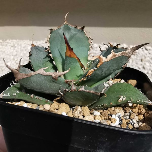 Agave titanota FO-76 アガベ チタノタ オテロイ 強刺 狂刺 厳龍 品番