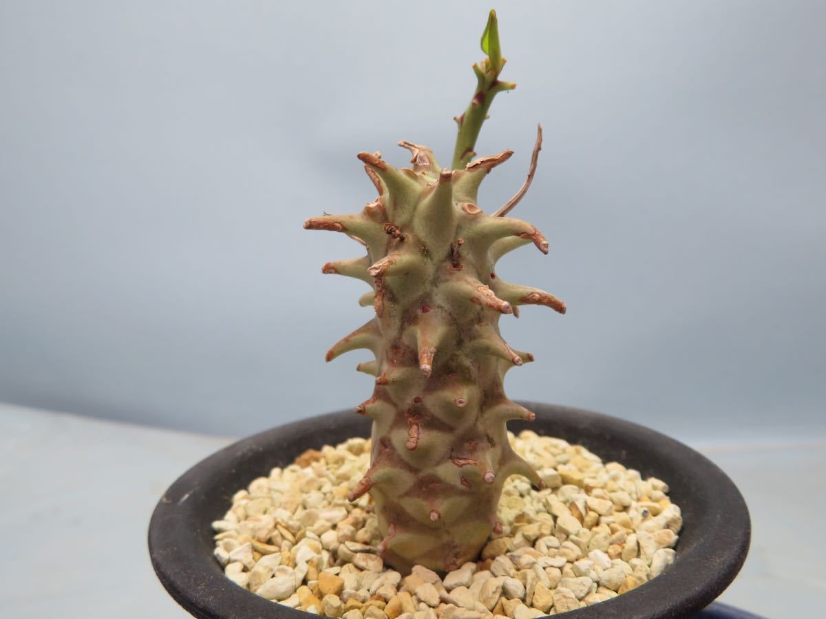 98 Euphorbia longituberculosa ユーフォルビア ロンギツベルクローサ 