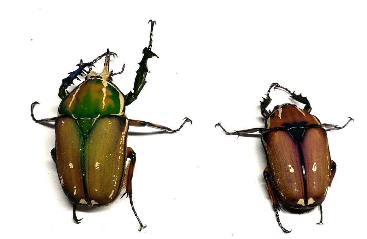 大型 ウガンデンシスオオツノカナブン 新成虫♂76mm ペア 大型 ウガンデンシスオオツノカナブン 新成虫♂76mm ペア