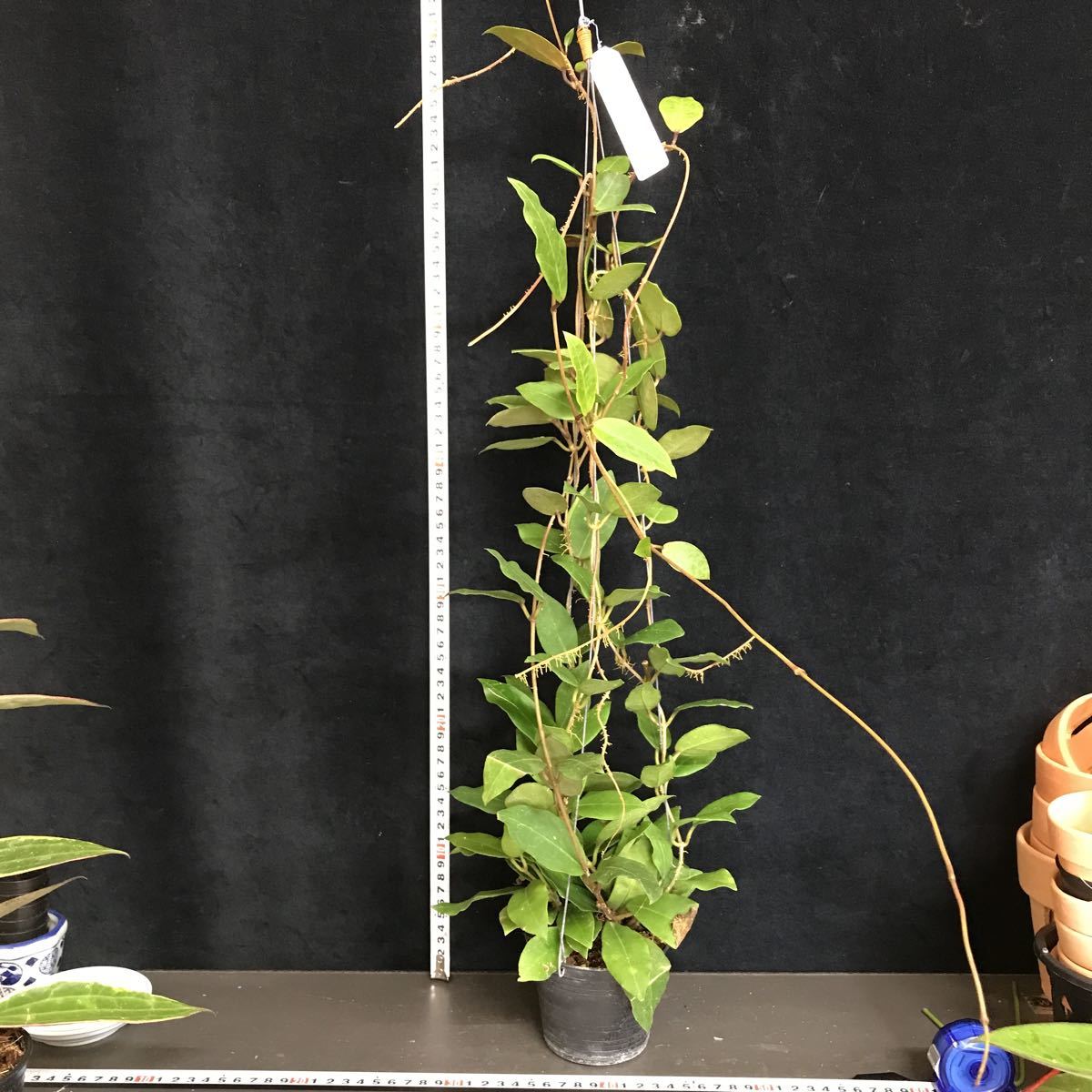 (^。^)，ホヤ，(293)，珍品，Hoya Patricia，ホヤ パトリシア，特大株，素晴らしい