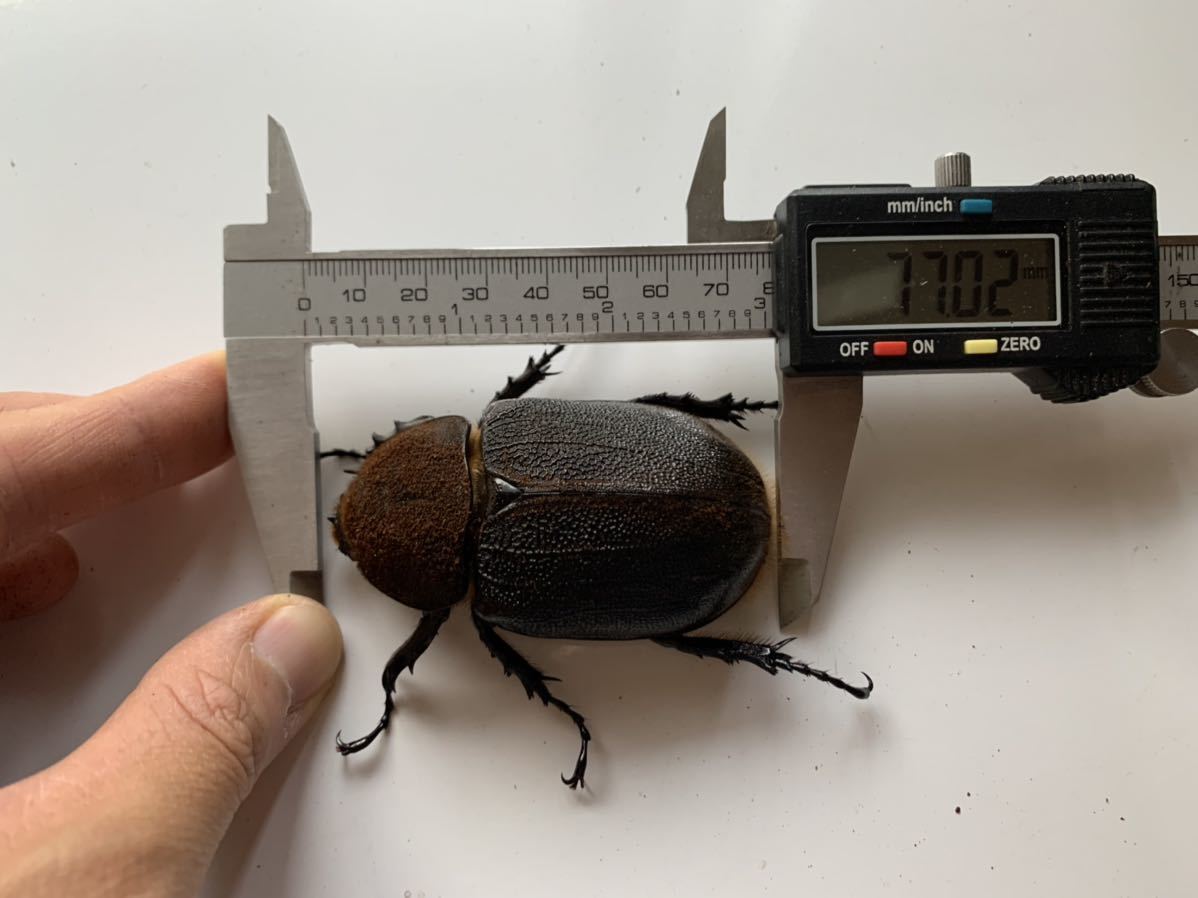 D・H・リッキー メス単品77mm 【ヘラクレスリッキー】