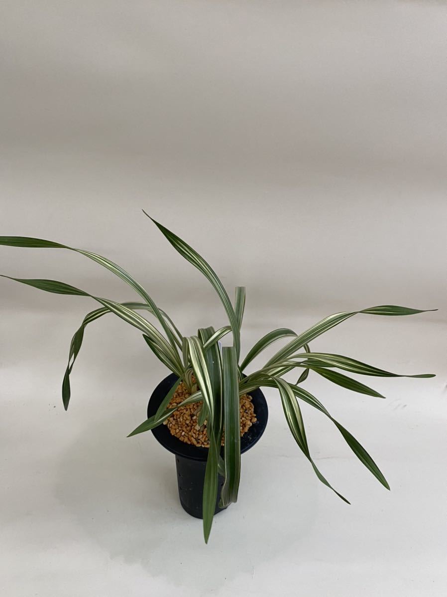 t*o様 山野草 野生蘭 えびね エビネ(超珍品！地エビネ黄花香り