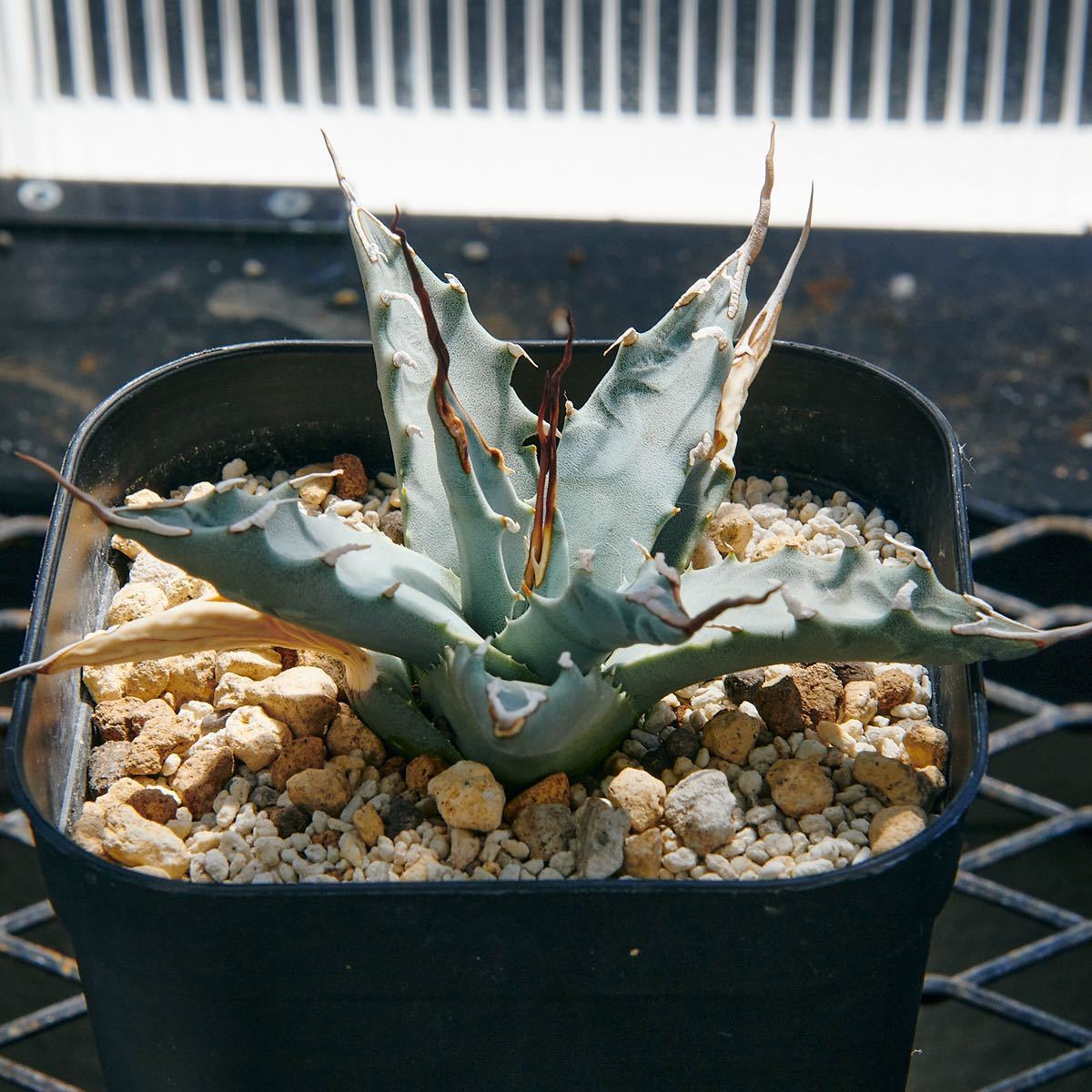 アガベ ユタエンシス ネバデンシス 陽炎 実生選抜陽炎 実生 Agave 実生
