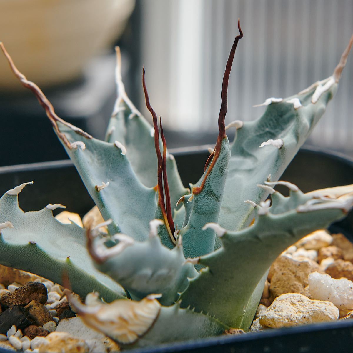 アガベ ユタエンシス ネバデンシス 陽炎 実生選抜陽炎 実生 Agave 実生