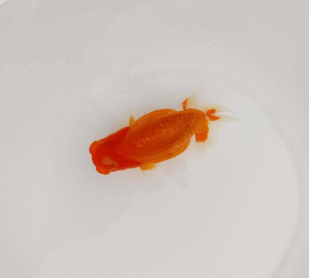 shoチャン　らんちう当歳魚　優良系統