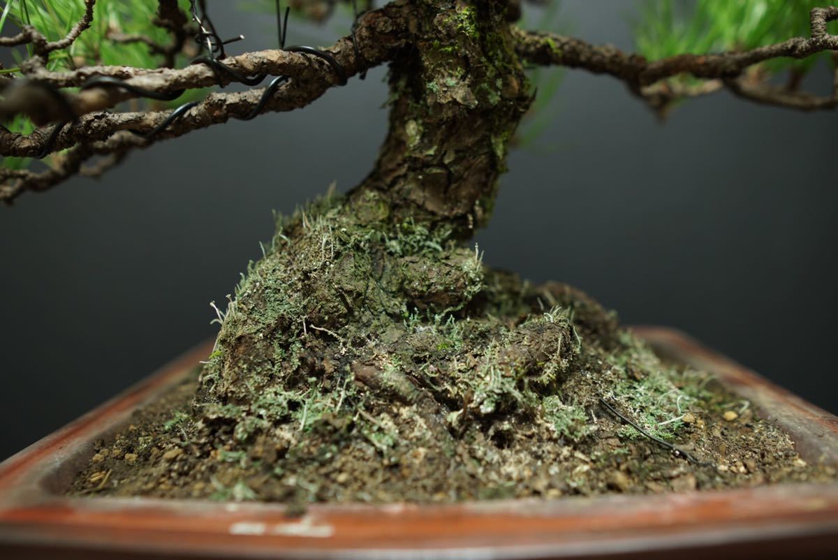 黒松 黒松盆栽 / 赤松 五葉松 真柏 糸魚川 盆栽鉢(松)｜売買された