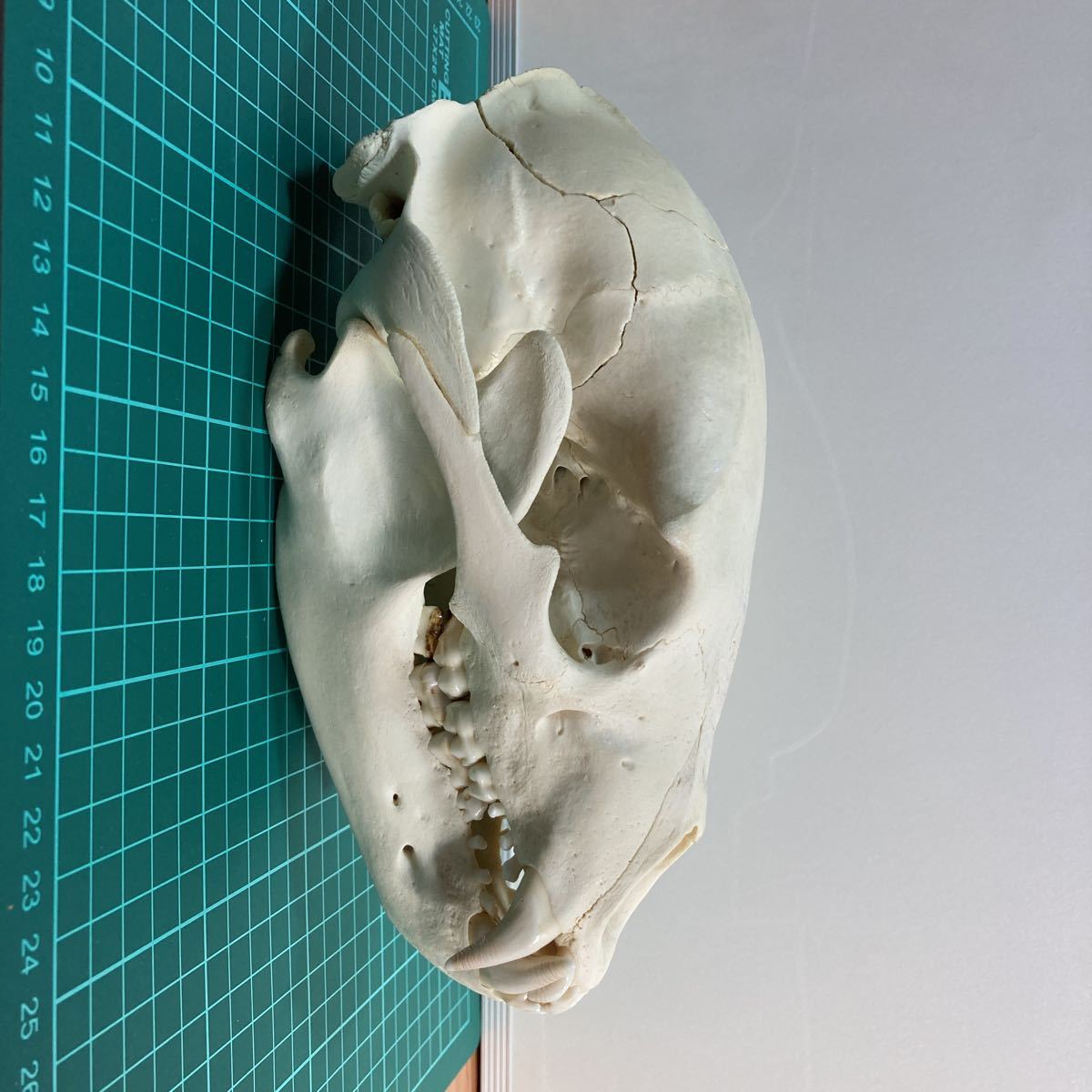 ツキノワグマ 頭骨 骨格標本 剥製 ツキノワグマ頭骨 剥製 標本