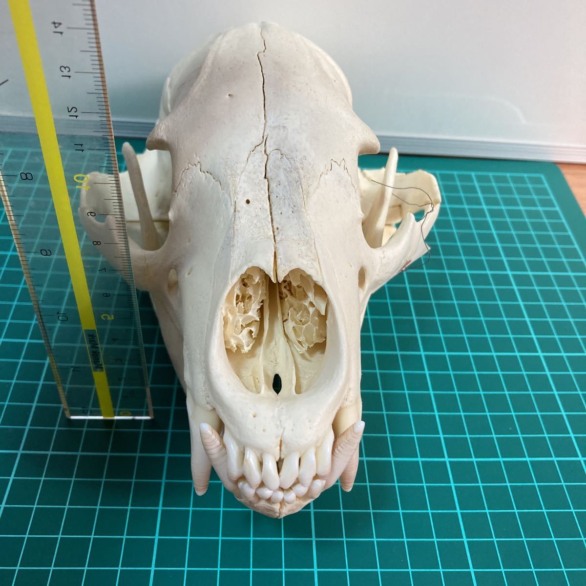 ツキノワグマ 頭骨 骨格標本 剥製 ツキノワグマ頭骨 剥製 標本