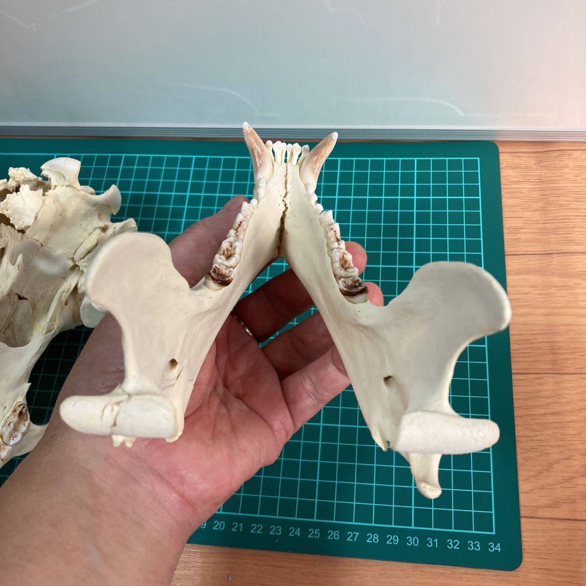 ツキノワグマ 頭骨 骨格標本 剥製 ツキノワグマ頭骨 剥製 標本