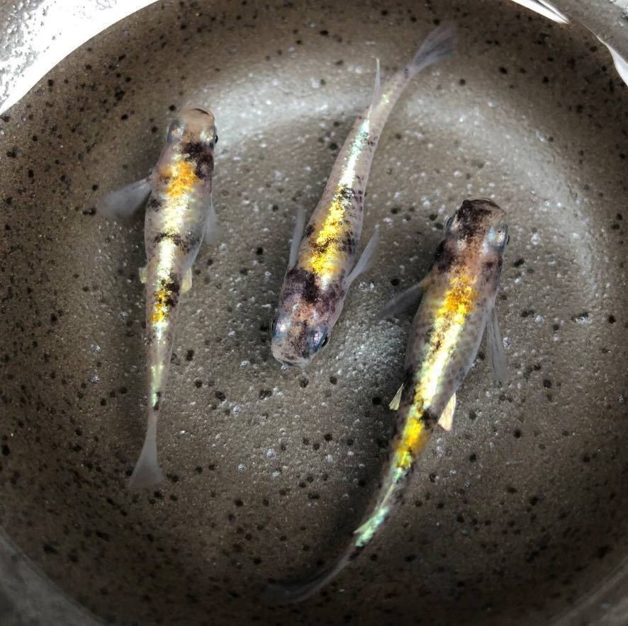 岩メダカ 花魁メダカ おいらんめだか 卵個 A 魚 水草 売買されたオークション情報 Yahooの商品情報をアーカイブ公開 オークファン Aucfan Com