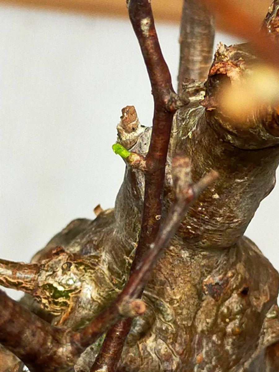 オペルクリカリアパキプス 発根管理中 多数芽吹き有り!! パキプス 発根