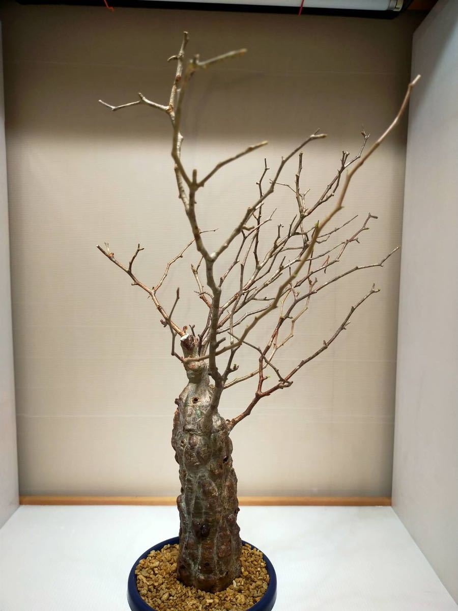 オペルクリカリアパキプス 発根管理中 多数芽吹き有り!! パキプス 発根