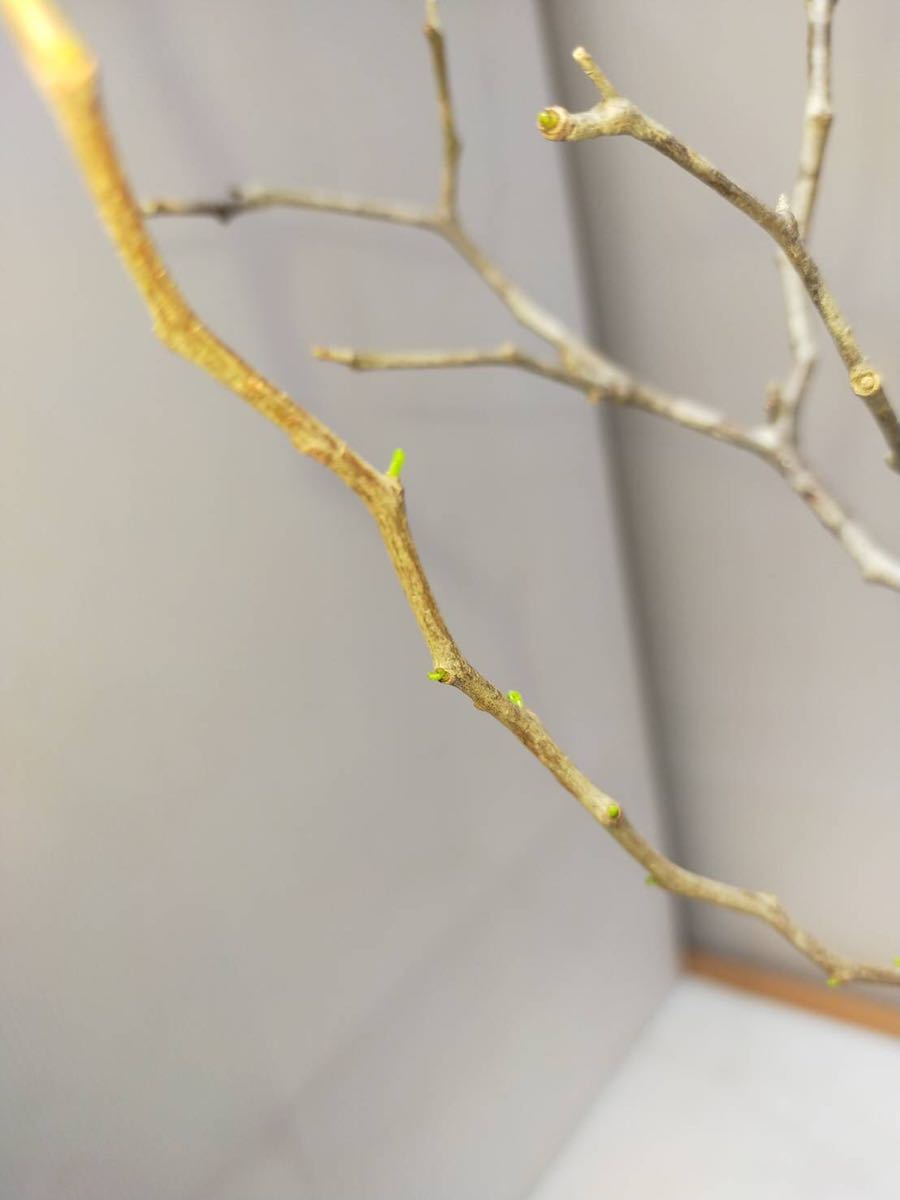 オペルクリカリアパキプス 発根管理中 多数芽吹き有り!! パキプス 発根