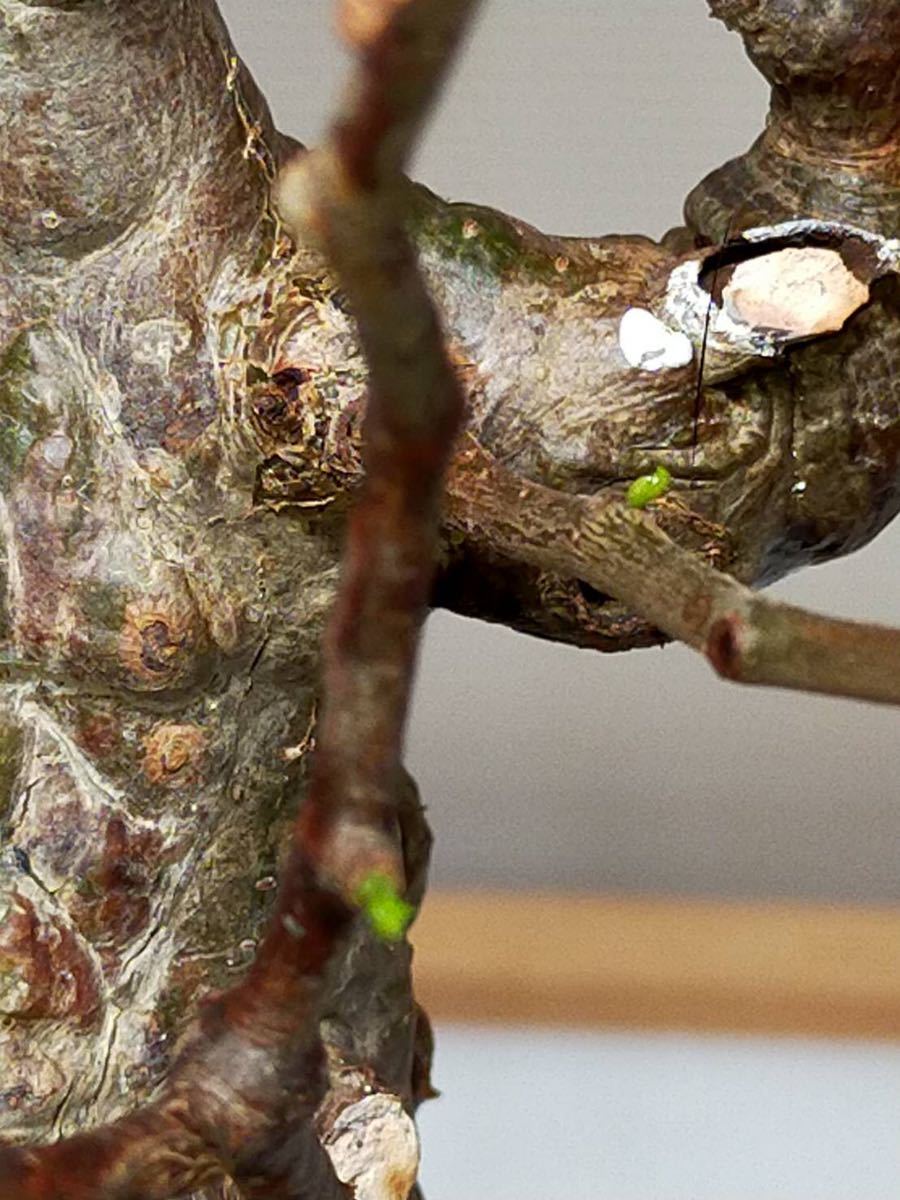 オペルクリカリアパキプス 発根管理中 多数芽吹き有り!! パキプス 発根