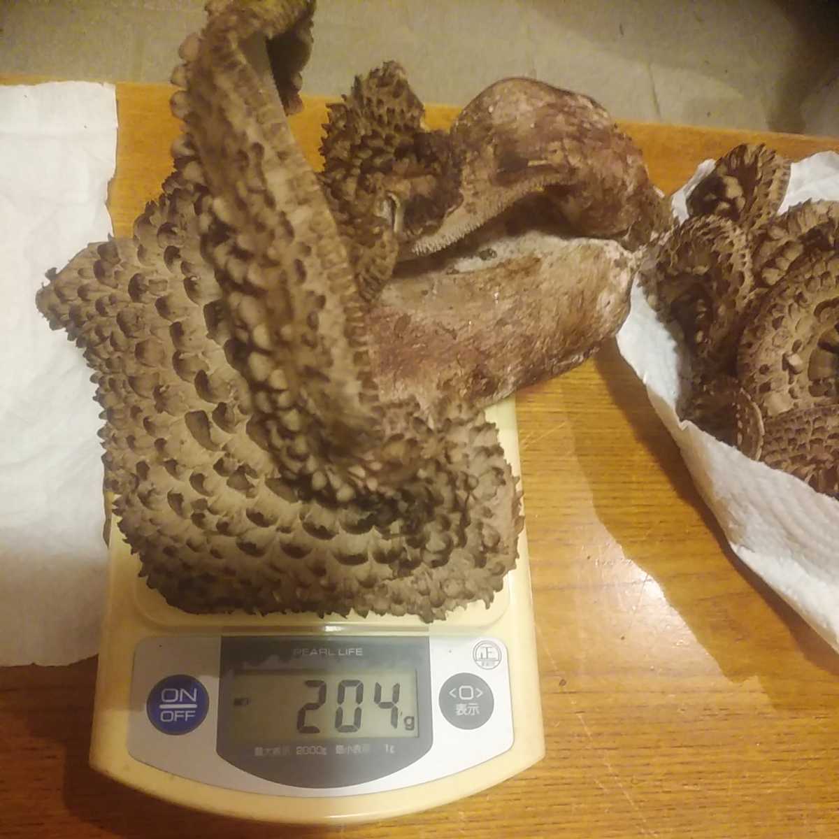 公式通販 香茸 こうたけ | 天然 長野県産 10月1日 ⑥