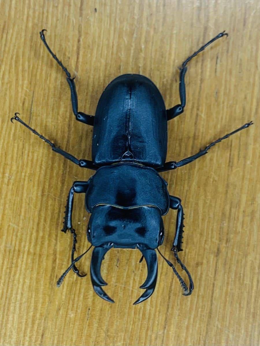 ブナ林88:] 福島県産ヒメオオクワガタ♂51.7㎜・47㎜・45㎜♀38 