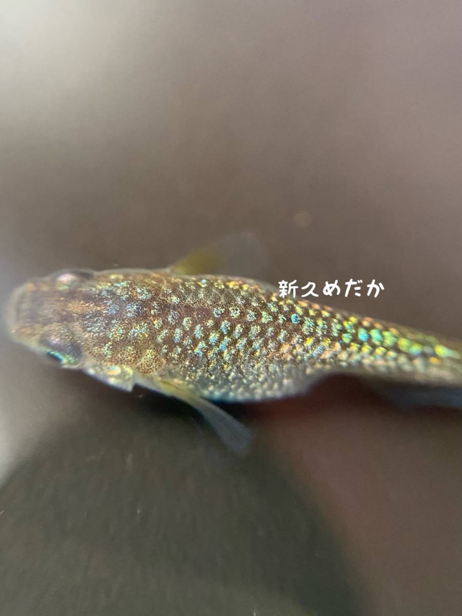 アーバンサファイア 卵35個 A 新久めだか 改良メダカ ブルー 青 背鰭なし 琥珀ラメ 琥珀青水晶 幹之 魚 水草 売買されたオークション情報 Yahooの商品情報をアーカイブ公開 オークファン Aucfan Com