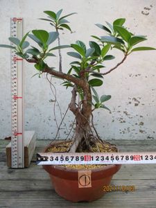 ガジュマルのヤフオク の相場 価格を見る ヤフオク のガジュマルのオークション売買情報は113件が掲載されています