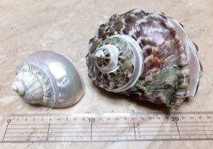 貝 置物のヤフオク の相場 価格を見る ヤフオク の貝 置物のオークション売買情報は53件が掲載されています