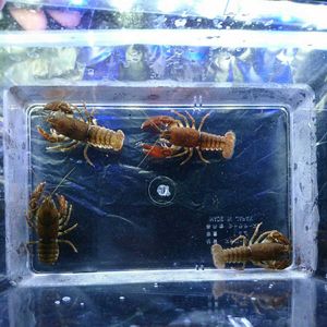 ニホンザリガニのヤフオク の相場 価格を見る ヤフオク のニホンザリガニのオークション売買情報は60件が掲載されています