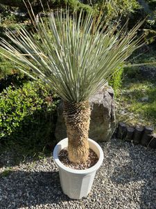 ユッカ ロストラータのヤフオク の相場 価格を見る ヤフオク のユッカ ロストラータのオークション売買情報は181件が掲載されています