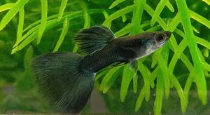 モスコーブルーのヤフオク の相場 価格を見る ヤフオク のモスコーブルーのオークション売買情報は17件が掲載されています