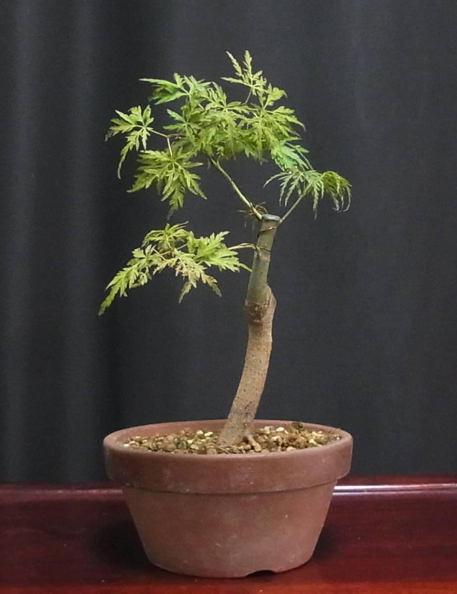 青竜もみじ 盆栽 樹高23cm 太幹 美麗葉 紅葉 モミジ 楓 かえで 売買されたオークション情報 Yahooの商品情報をアーカイブ公開 オークファン Aucfan Com