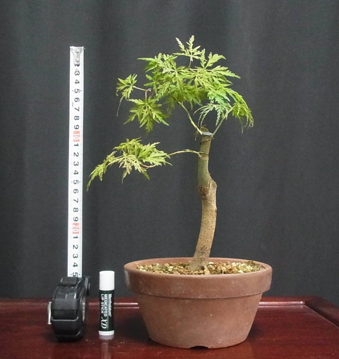 青竜もみじ 盆栽 樹高23cm 太幹 美麗葉 紅葉 モミジ 楓 かえで 売買されたオークション情報 Yahooの商品情報をアーカイブ公開 オークファン Aucfan Com