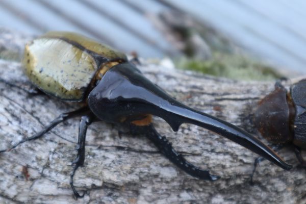 2026年最新ヘラクレスオオカブト(Hercules Beetle)の人気商品一覧 ⑫D