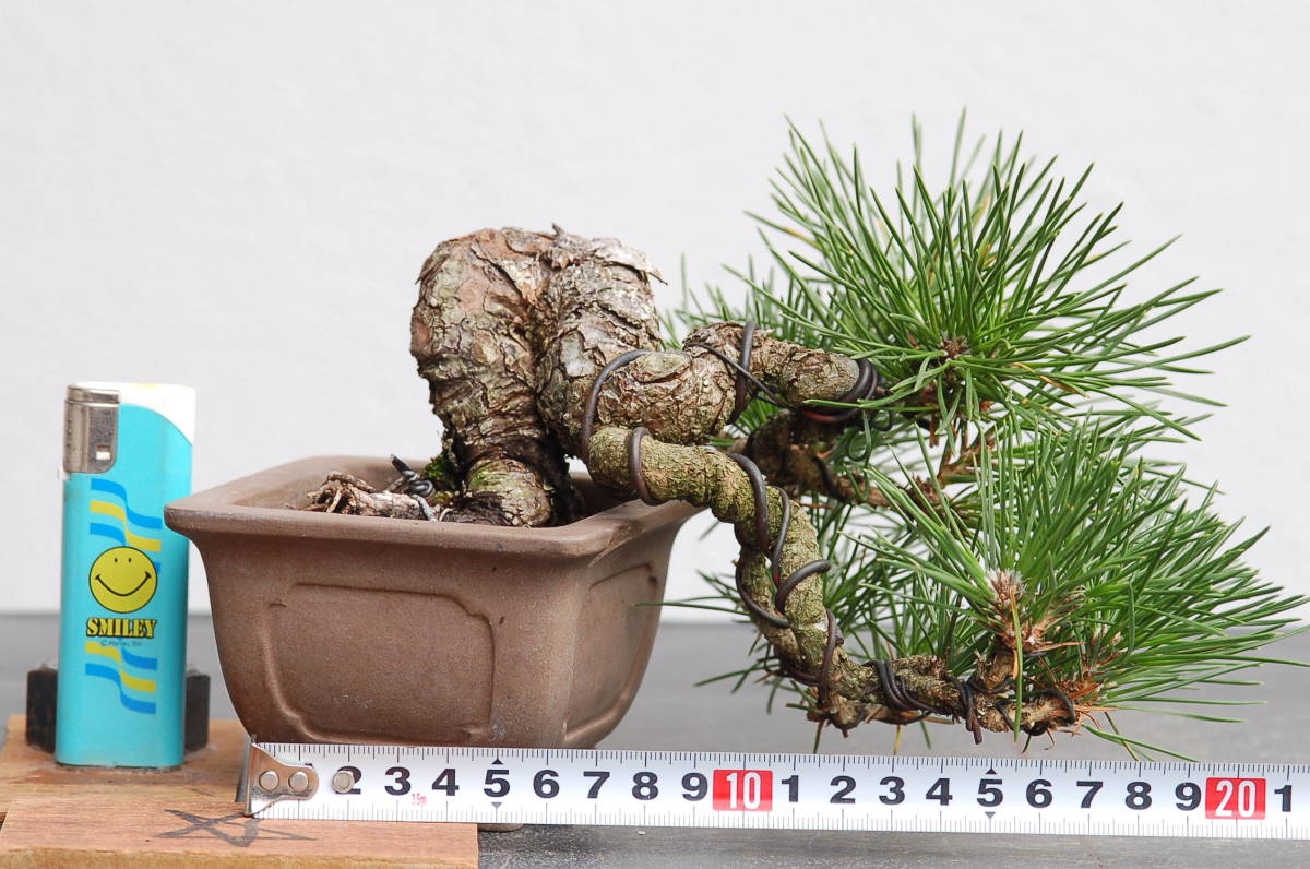 福助 三葉木通／ミツバアケビ 樹高３８㎝ 実付き 太幹 模様 素材