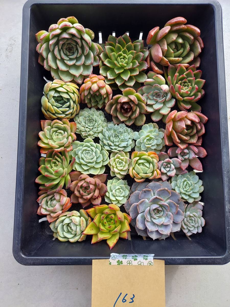 大人気多肉植物 エケベリア X144ティテュバンス錦72個