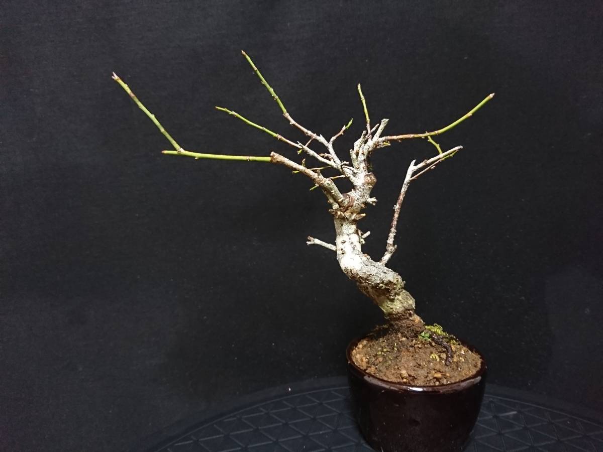 【ビャクシン】甲州野梅／コウシュウヤバイ 樹高１８㎝ 小品盆栽 ミニ盆栽 花物盆栽 優良素材 No１２４ー６ ミニ盆栽 盆栽 ウメ 樹高 梅 本店