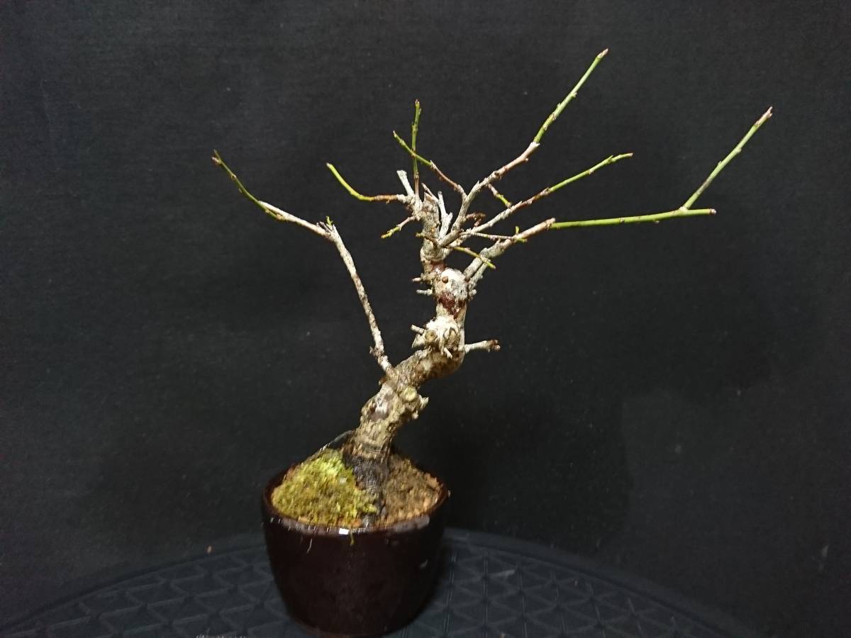 【ビャクシン】甲州野梅／コウシュウヤバイ 樹高１８㎝ 小品盆栽 ミニ盆栽 花物盆栽 優良素材 No１２４ー６ ミニ盆栽 盆栽 ウメ 樹高 梅 本店