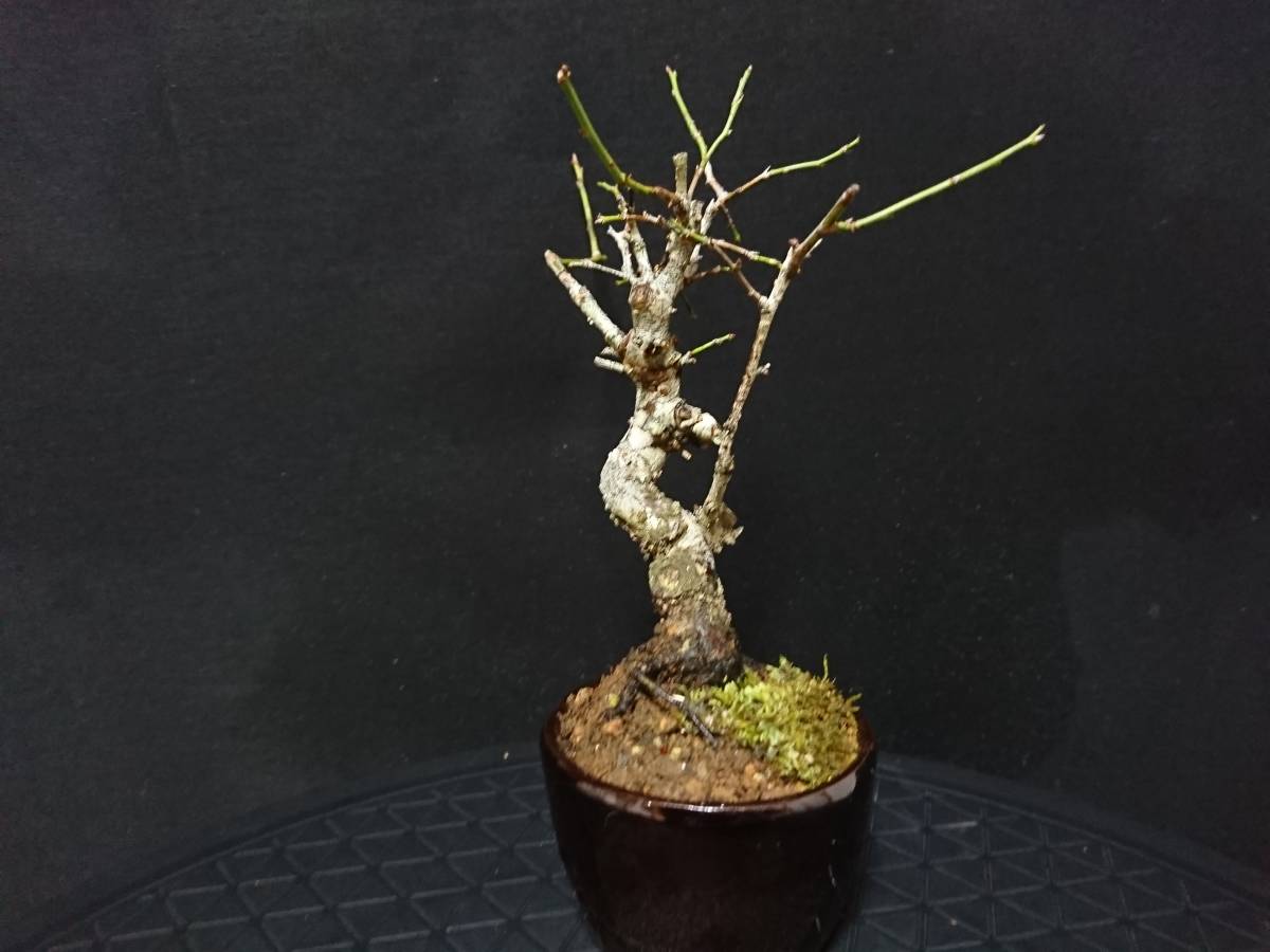 【ビャクシン】甲州野梅／コウシュウヤバイ 樹高１８㎝ 小品盆栽 ミニ盆栽 花物盆栽 優良素材 No１２４ー６ ミニ盆栽 盆栽 ウメ 樹高 梅 本店