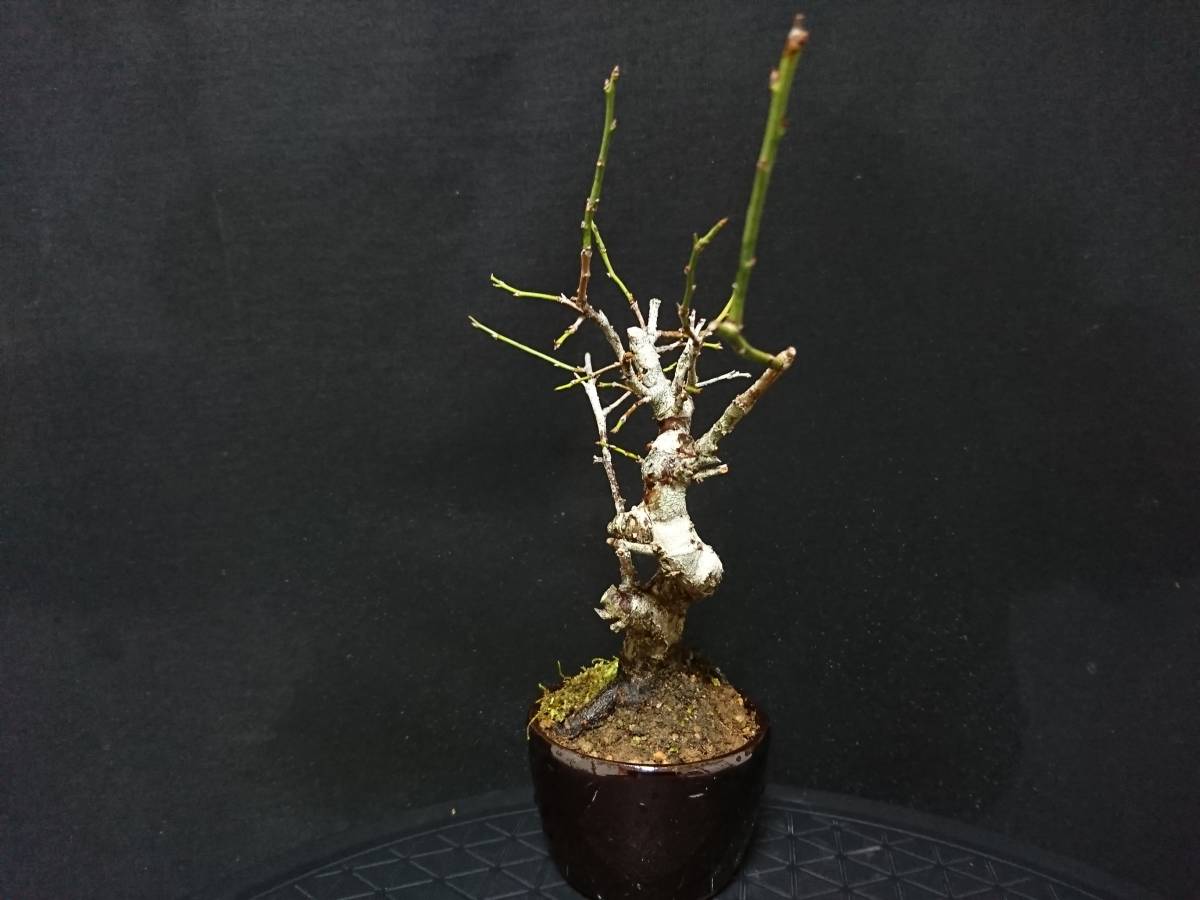 【ビャクシン】甲州野梅／コウシュウヤバイ 樹高１８㎝ 小品盆栽 ミニ盆栽 花物盆栽 優良素材 No１２４ー６ ミニ盆栽 盆栽 ウメ 樹高 梅 本店