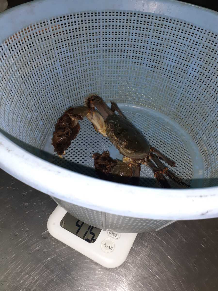 特大オス 500g超1匹　400g超3匹　計4匹約1791g　天然物 活モクズガニ ツガニ・ズガニ・岐阜県産　着払い　