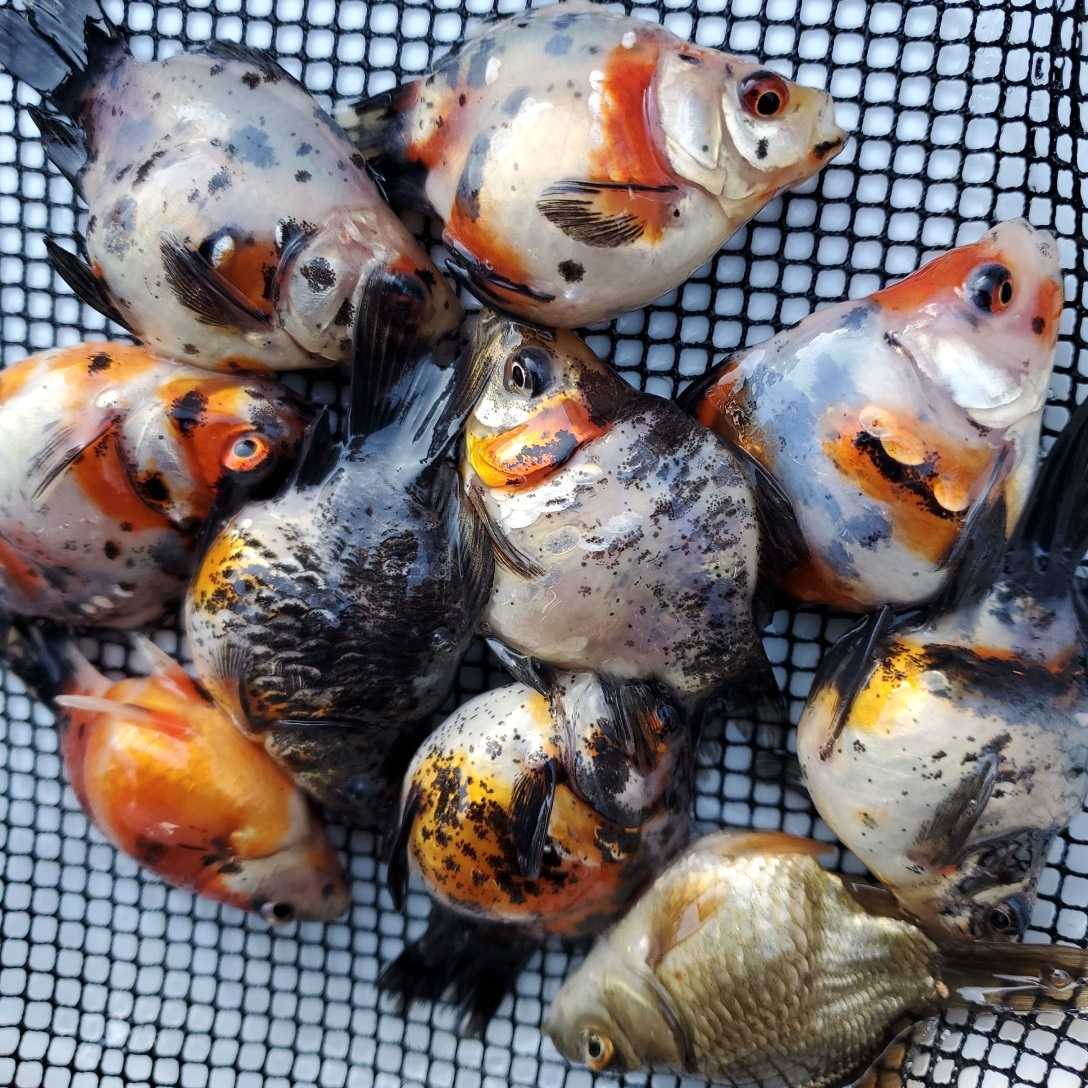 6匹 (魚類、水生生物 「キャリコ玉サバ」金魚 Yahoo!オークション 6匹 (魚類、水生生物 「キャリコ玉サバ」金魚 Yahoo!オークション