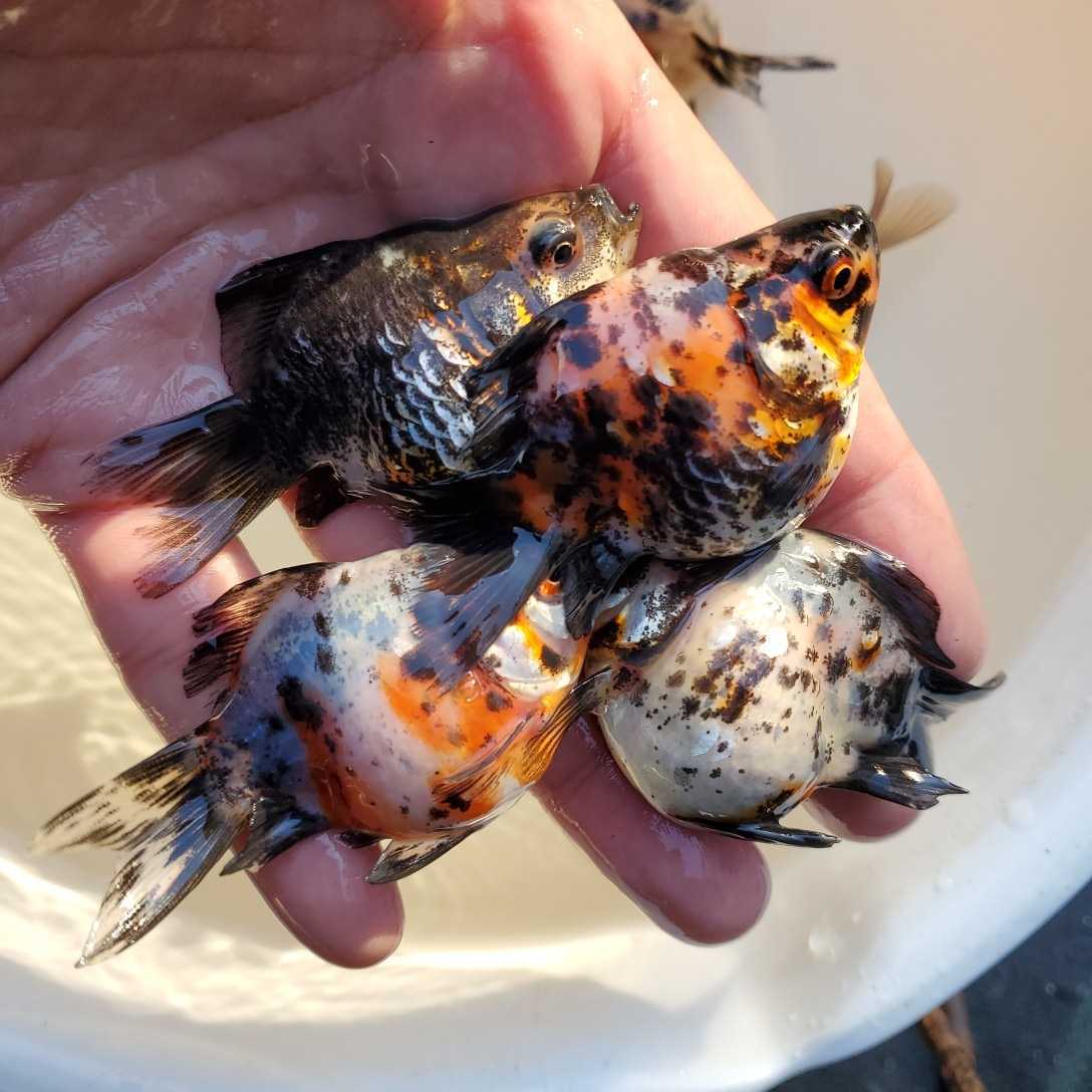 6匹 (魚類、水生生物 「キャリコ玉サバ」金魚 Yahoo!オークション 6匹 (魚類、水生生物 「キャリコ玉サバ」金魚 Yahoo!オークション