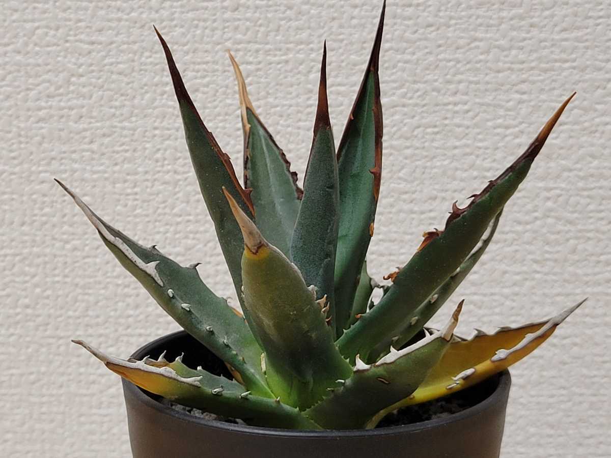 アガベ ユタエンシス Agave カイバベンシス utahensis 園芸ネット本店 